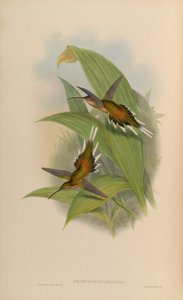 Phaethornis pretrei de John Gould